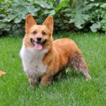 Gracie : Ode to Joy! (and tennis balls and mud and #Corgi fraps in the grass).