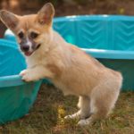 #Corgi Picnic: Everybody In the Pool!