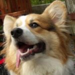 Saturday #Corgi Smiler: Gizmo!