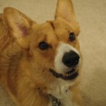 Happy 4th Birthday, Dexter Jaymz!