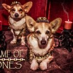 Game of Bones: #Corgi Edition
