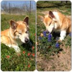 Catching Up with CorgiPals