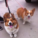 Thursday #Corgi Adoptables: Bully, Doty and Good News for Spike!