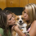 Thirteen Things Corgis Would Rather Be Doing