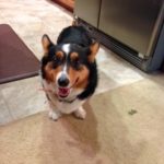 Catching Up With CorgiPals