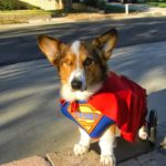 Denby Dog’s Olympic Adventure!