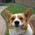 Saturday Smiler: Yogi!
