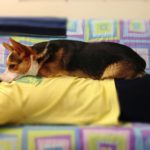 Sunday #Corgi Schnoozler: Miles!