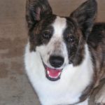 Coco Posh Part Two: Puppy Days, Winning Ways!