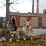 Team Daily #Corgi at the AKC National Agility Championship: Day 3 WRAP-UP!