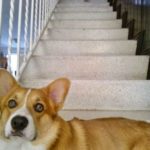 I always feel like some Corgi’s watching me …