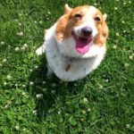 #Corgi Smile Cam: Corky!