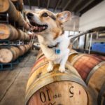 Saturday #Corgi Smiler: Berwyn!