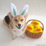 It’s the Easter #Corgi, Charlie Brown!