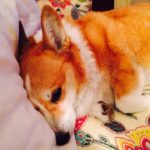 Good Night #Corgi Nation!