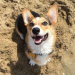 Photo Fun: Southern California #Corgi Spring Beach Day!