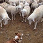 Boss #Corgi Kally Meets the Flock!