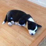 Good Night #Corgi Nation!