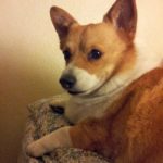 Catching Up with CorgiPals