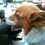 Odie of Boston