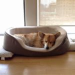 40 Sleeping #Corgis (and a haiku).