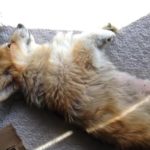 38 Sleeping #Corgis (and another Jasper haiku).