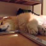 39 More Sleeping #Corgis (and another Jasper Islington haiku)!