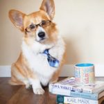 I swear the #Corgi really DID eat my homework!