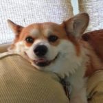 Saturday Smiler: Poppy!