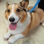Thursday #Corgi Adoptables: Ollie of Kansas!