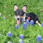 Saturday #Corgi Smilers: 16 Beauties in Bluebonnets!