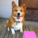 #Corgi Smile Cam: Boo!