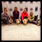 #Corgis Rock the 2014 AKC Agility National Championship!