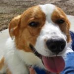 Thursday #Corgi Adoptables: Paulie the Lovable Butthead*!