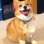 Catching Up With CorgiPals