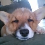 Good Night #Corgi Nation!
