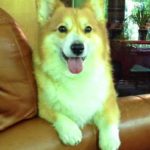 Saturday #Corgi Smiler: Charlie of Iowa!