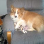 Catching Up With CorgiPals