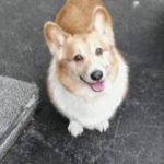 Catching Up with CorgiPals