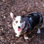 Rescue Spotlight:  Sunshine #Corgi Rescue