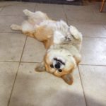 #Corgi Smile Cam: Bentley!