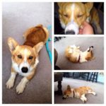 Thursday Adoptables: Buddy the #Corgi!