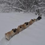 And a Corgi shall lead them!