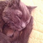 Home is where the cat is.