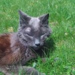 Kitten Girl: The Grand Dame Goes On!