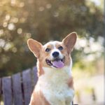 One Woof Wednesday:  Lizzie!