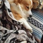 Good Night #Corgi Nation!