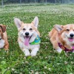 Saturday Corgi Smilers: Ozzie, Wally and The Amazing Adventures of Hazel Bear!