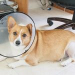 Catching Up With CorgiPals