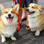 Adoptable #Corgis: Dynamic Duo Derek and Titan of Kansas!